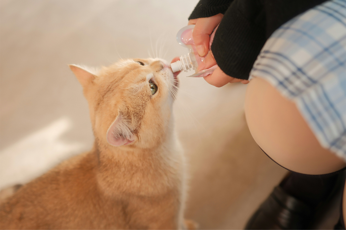 A person gently administering liquid medicine to an orange cat using a small dropper