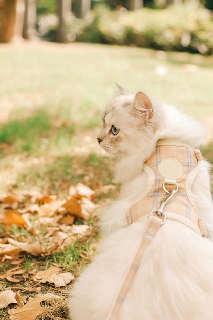 Cat profile in harness outdoor bokeh