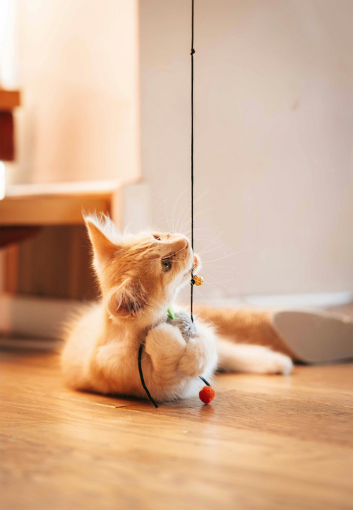 Handcrafted Wool & Bead Cat Teaser Toy – String Play Toy for Cats