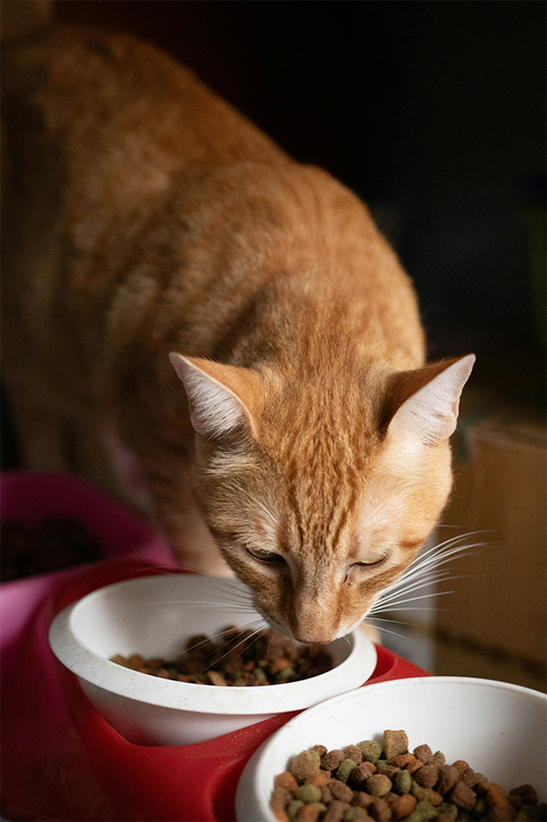 Premium Bulk Dry Cat Food – High-Protein Daily Kibble for Adult Cats
