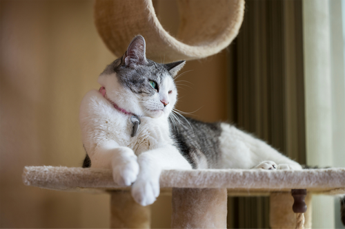 Multi-Level Cat Activity Tower with Scratching Posts & Perch